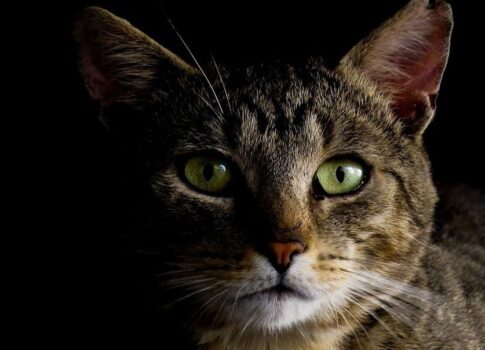 WHY CATS CAN SEE SO WELL IN THE DARK